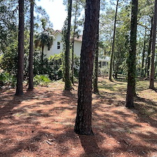 Overwhelmed-by-Overgrowth-We-Can-Help-Miramar-FL 2